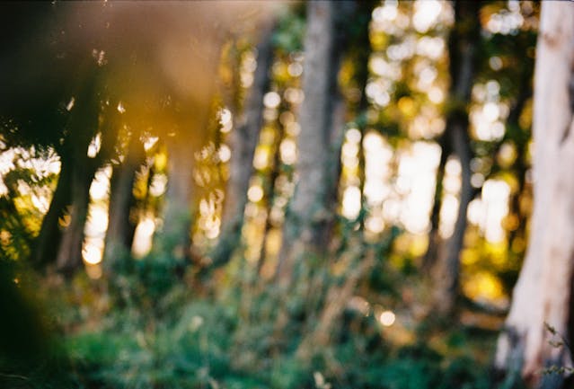 Understanding myopia and nearsightedness
